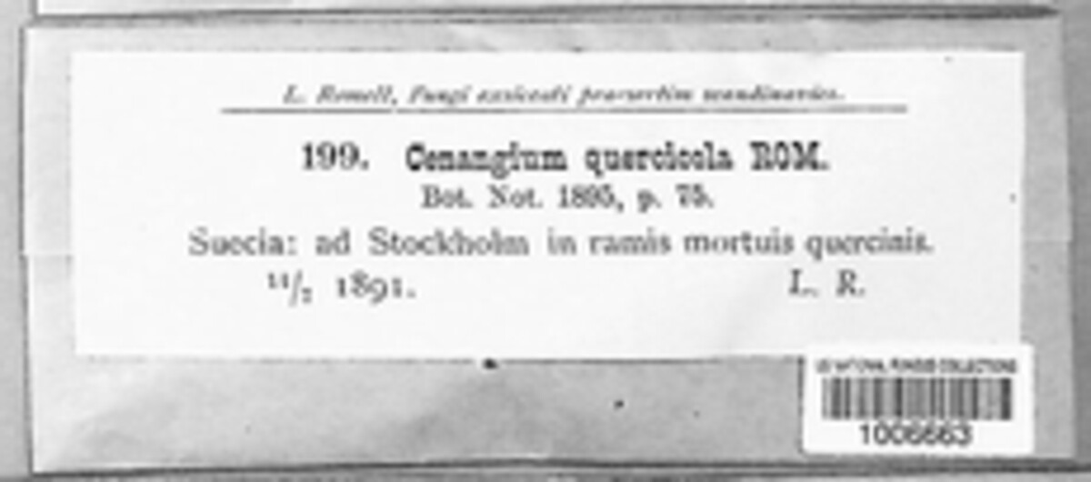 Cenangiopsis quercicola image